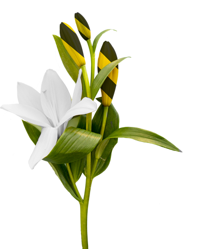 Plantas y flores