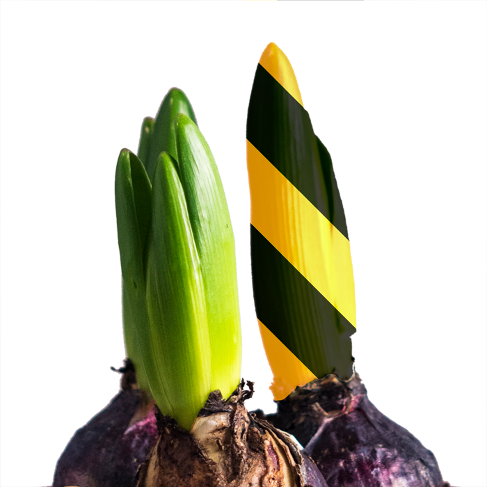Bulbo de planta