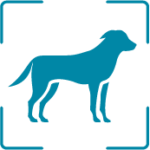 Perro
