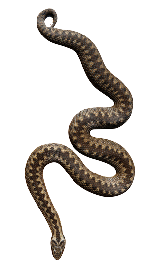 Mordedura de serpiente venenosa