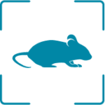 Ratón