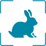 Conejo