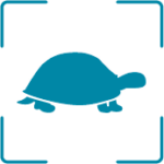 Tortuga